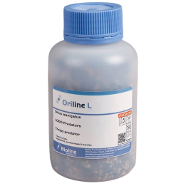 Oriline L adults - Bottle - 1,000 Individuals - Orius laevigatus (Trips)