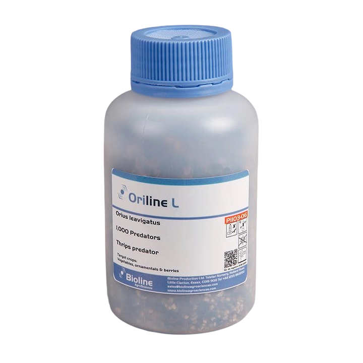 Oriline L adults - Bottle - 1,000 Individuals - Orius laevigatus (Trips)