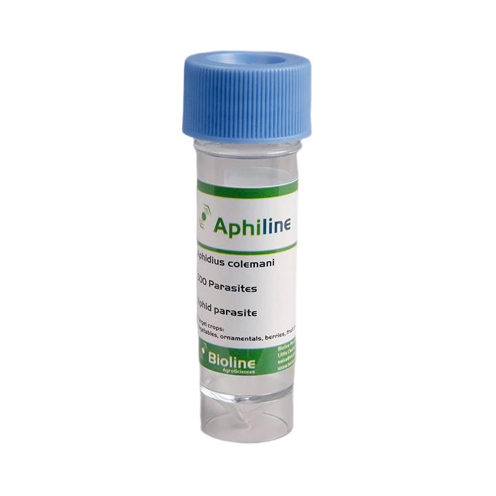 Aphiline - Vial - 1.000 Individuals - Aphidius colemani (Small Aphid)