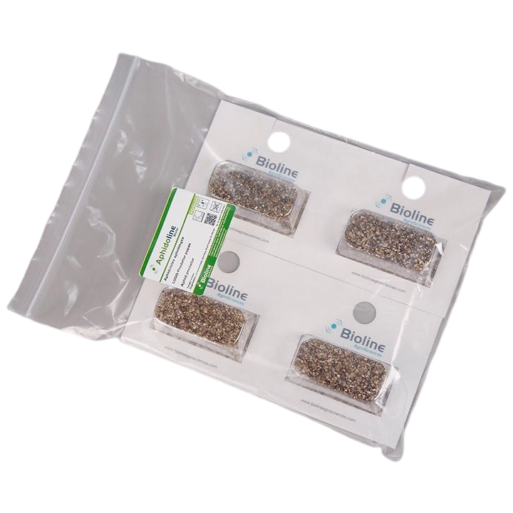 Aphidoline - 4 blister - 1.000 Individuos - Aphidoletes aphidimyza (Pulgón)