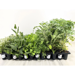 Indoor Plants Pack - 108 Units
